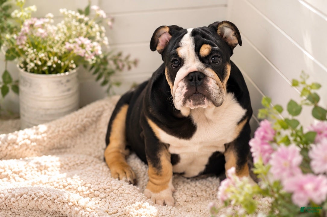 English Bulldog dogs Raven - Ad 6
