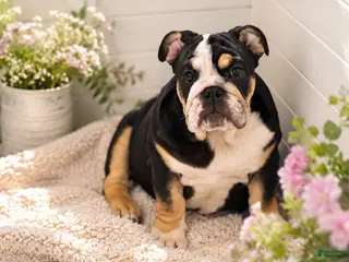 English Bulldog dogs Raven - Ad 6