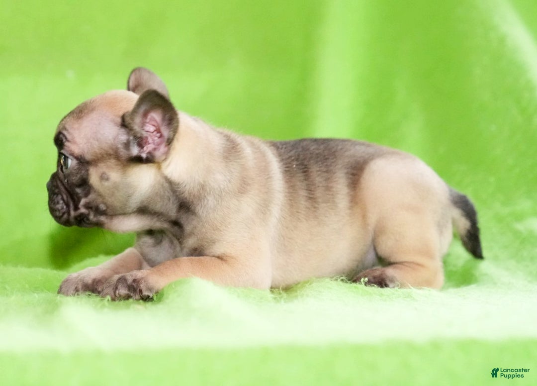 French Bulldog dogs for sale: Cassie - Ad 7