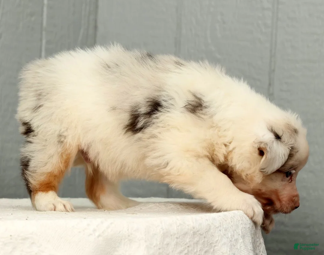 Australian Shepherd dogs for sale: Gordy - Ad 4