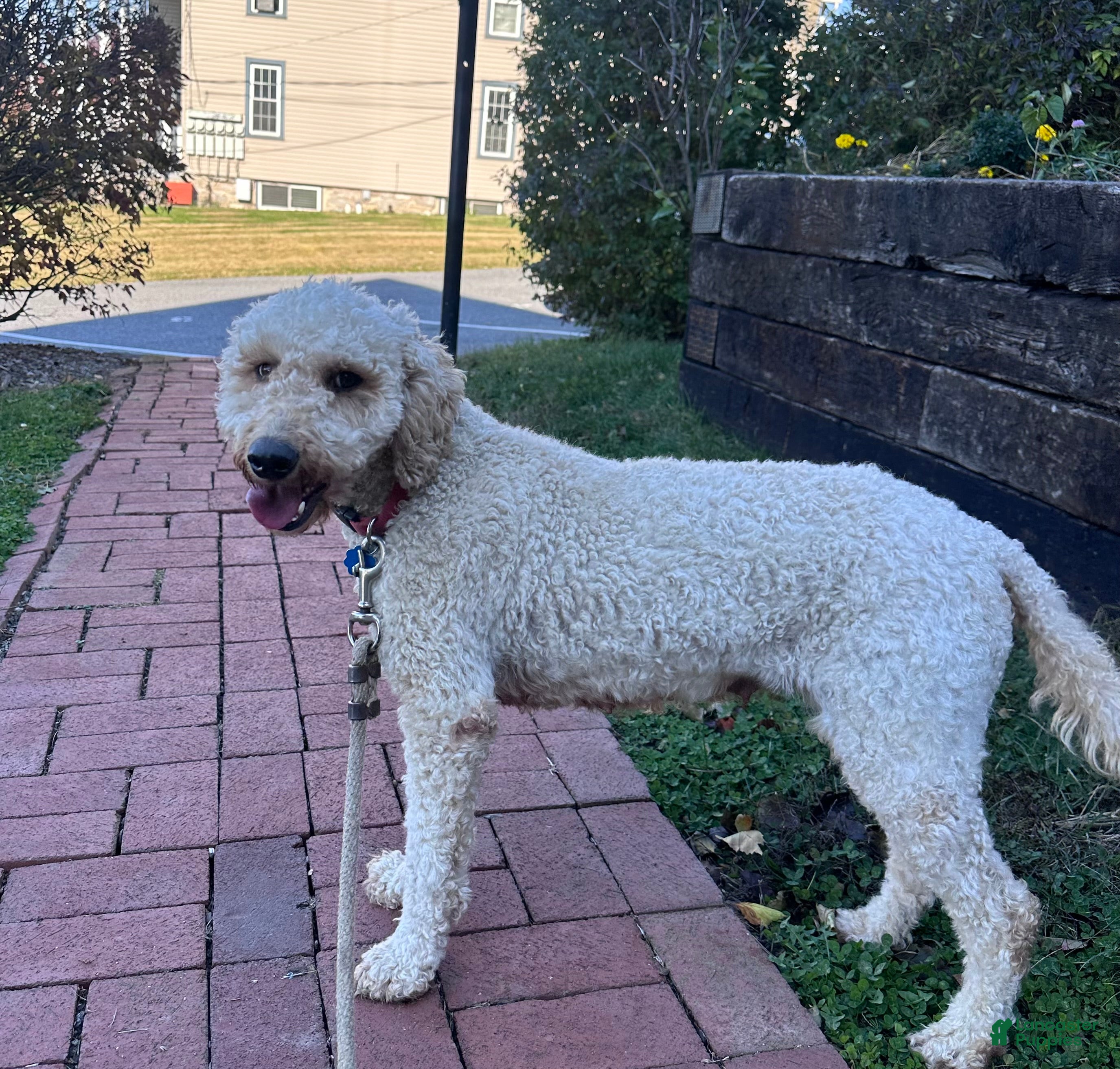 Mixed Breed dogs Mixed Breed Puppy 1 - Ad 2