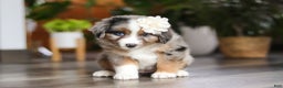 Miniature Australian Shepherd dogs for sale: Truffles - Ad 2