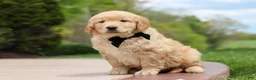 Golden Retriever dogs for sale: Anson - Ad 4