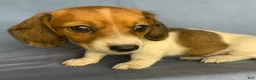 Miniature Dachshund dogs for sale: Chloe - Ad 7