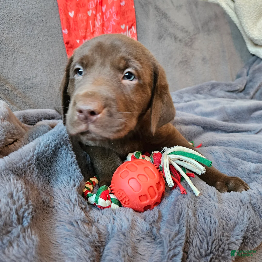 Labrador Retriever dogs for sale: Labrador Retriever Puppy 6 - Ad 3