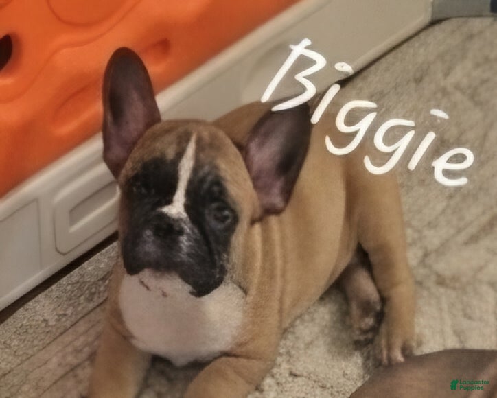 French Bulldog dogs Biggie Smalls - Ad 2
