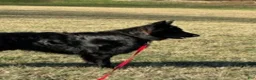 German Shepherd dogs for stud: Lloyd - Ad 12