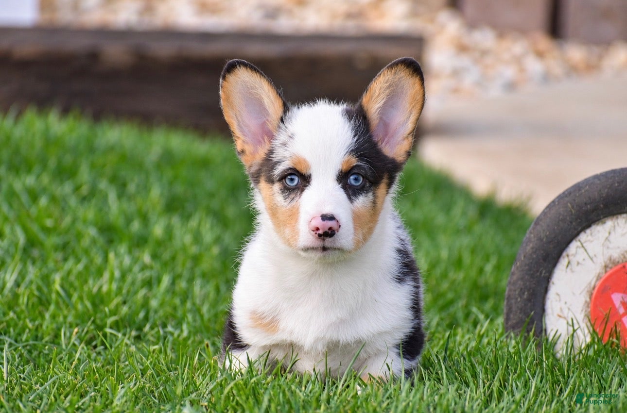 Welsh Corgi Pembroke dogs for sale: Tiger - Ad 2