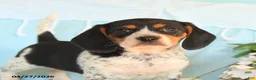 Beagle dogs for sale: Daisy - Ad 4