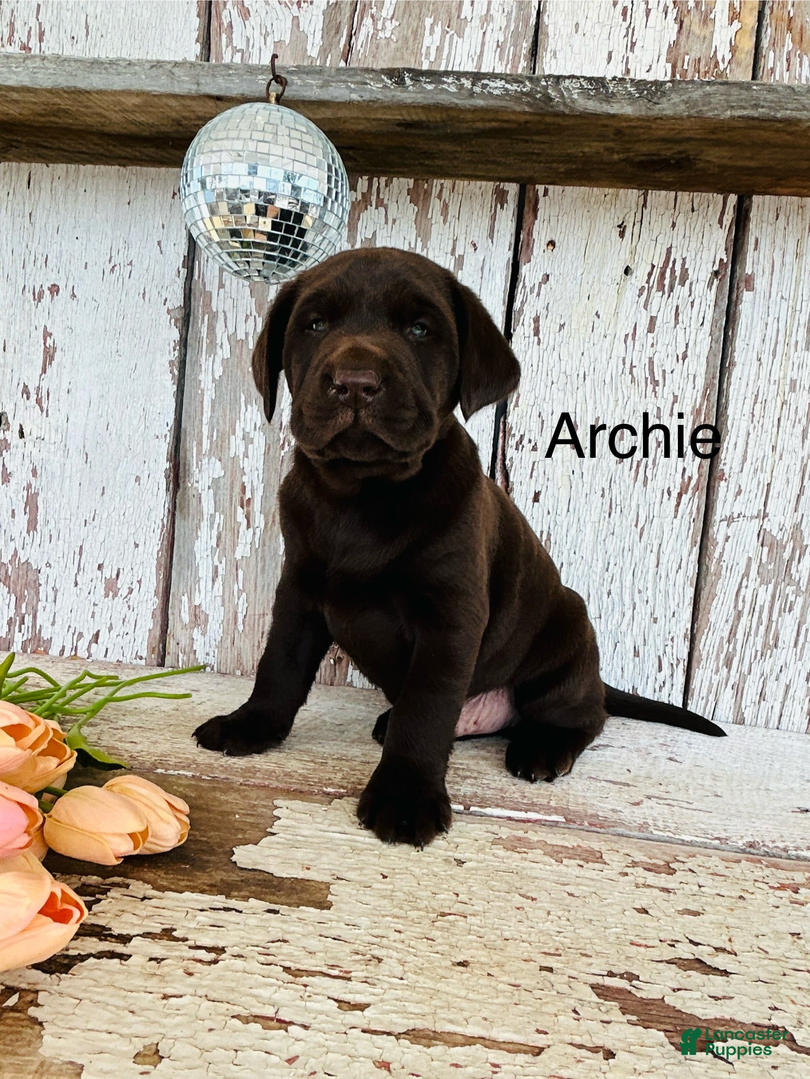 Labrador Retriever dogs Archie - Ad 30