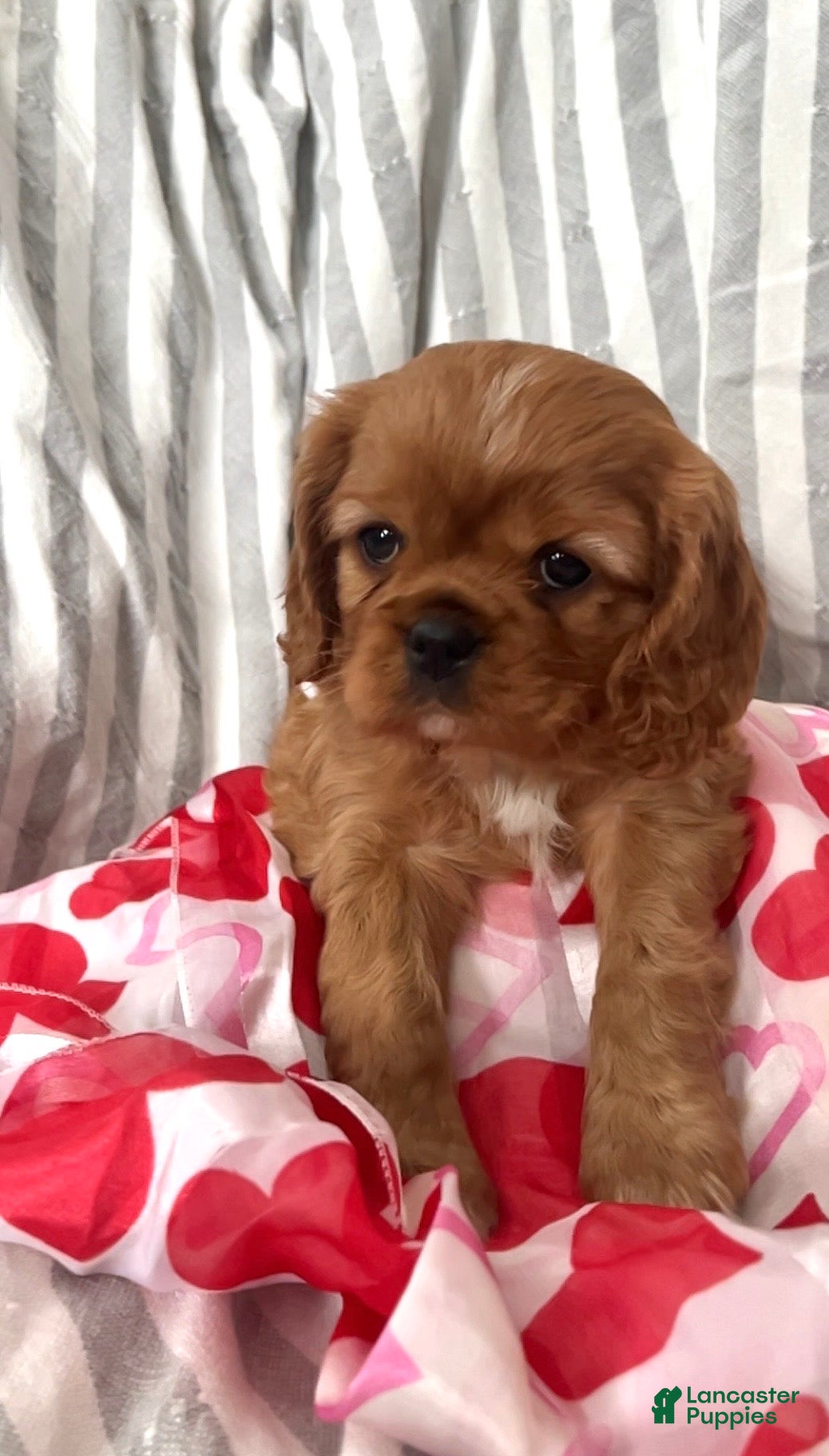 Cavalier King Charles Spaniel dogs Cavalier King Charles Spaniel Puppy 3 - Ad 30