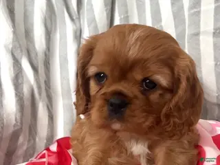 Cavalier King Charles Spaniel dogs Cavalier King Charles Spaniel Puppy 3 - Ad 30