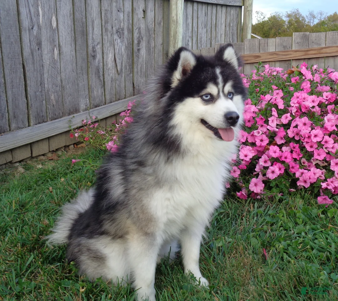 Pomsky dogs for sale: Queen - Ad 8