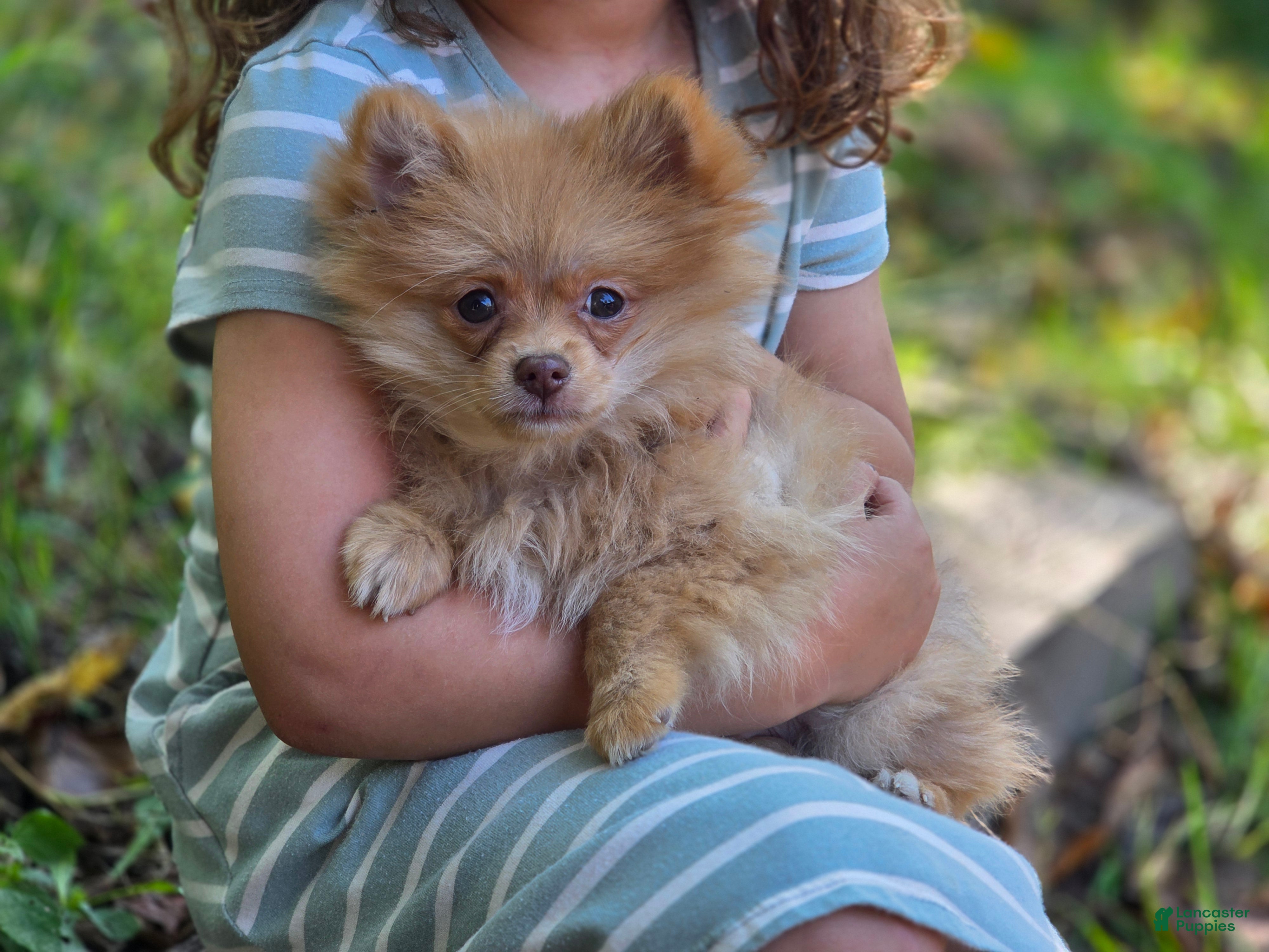 Pomeranian