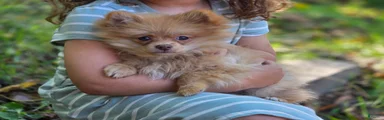 Toulouse Pomeranian 