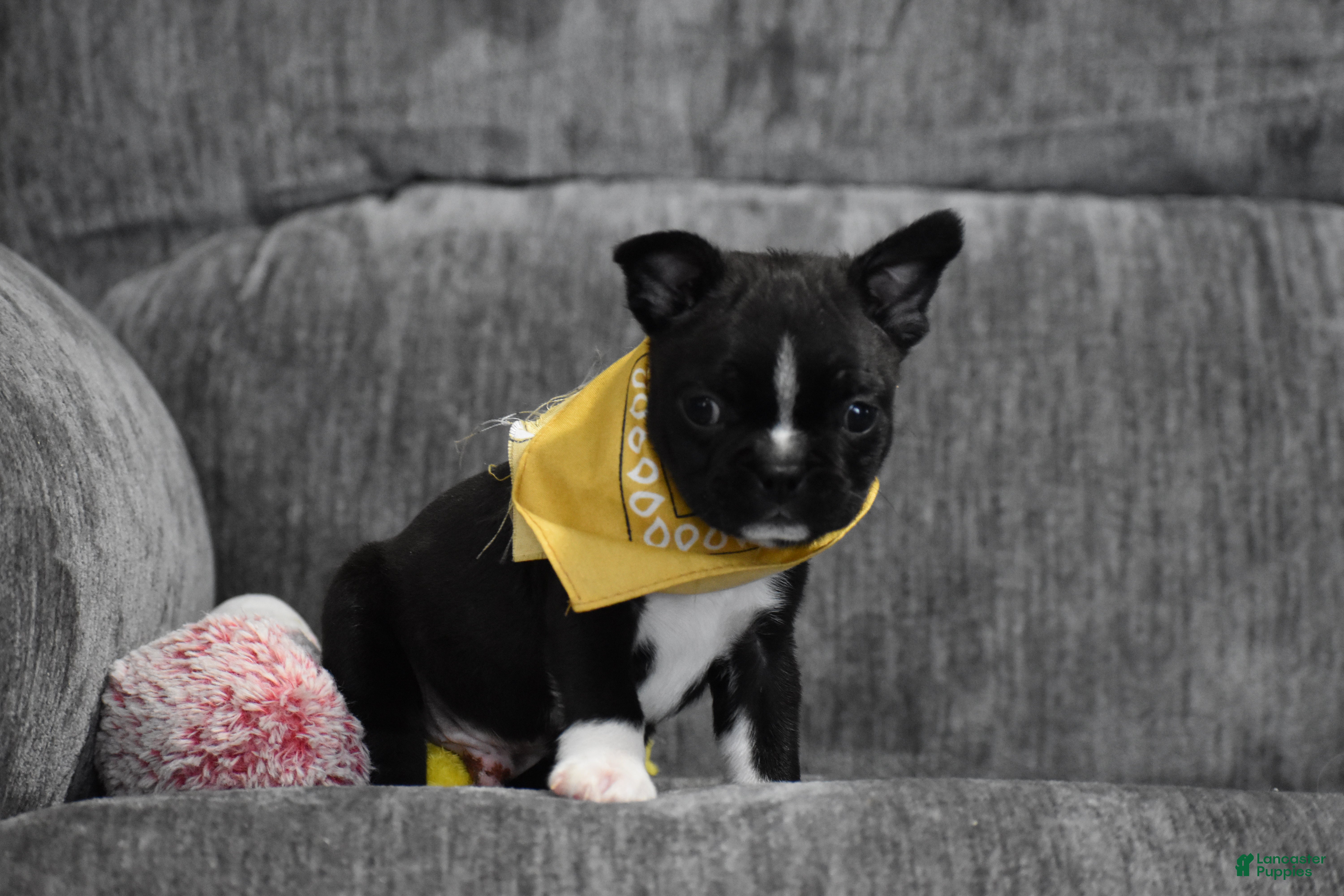 Boston Terrier dogs Joker - Ad 8