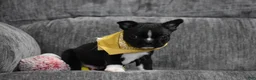 Boston Terrier dogs for sale: Joker - Ad 1