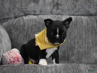 Boston Terrier dogs Joker - Ad 8