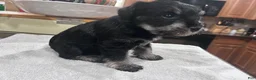 Miniature Schnauzer dogs for sale:  Puppy 2 - Ad 2