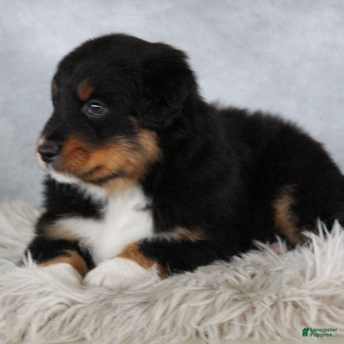 Australian Shepherd dogs Tristin - Ad 2