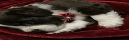 Newfoundland dogs for sale: Sparrow - Ad 2