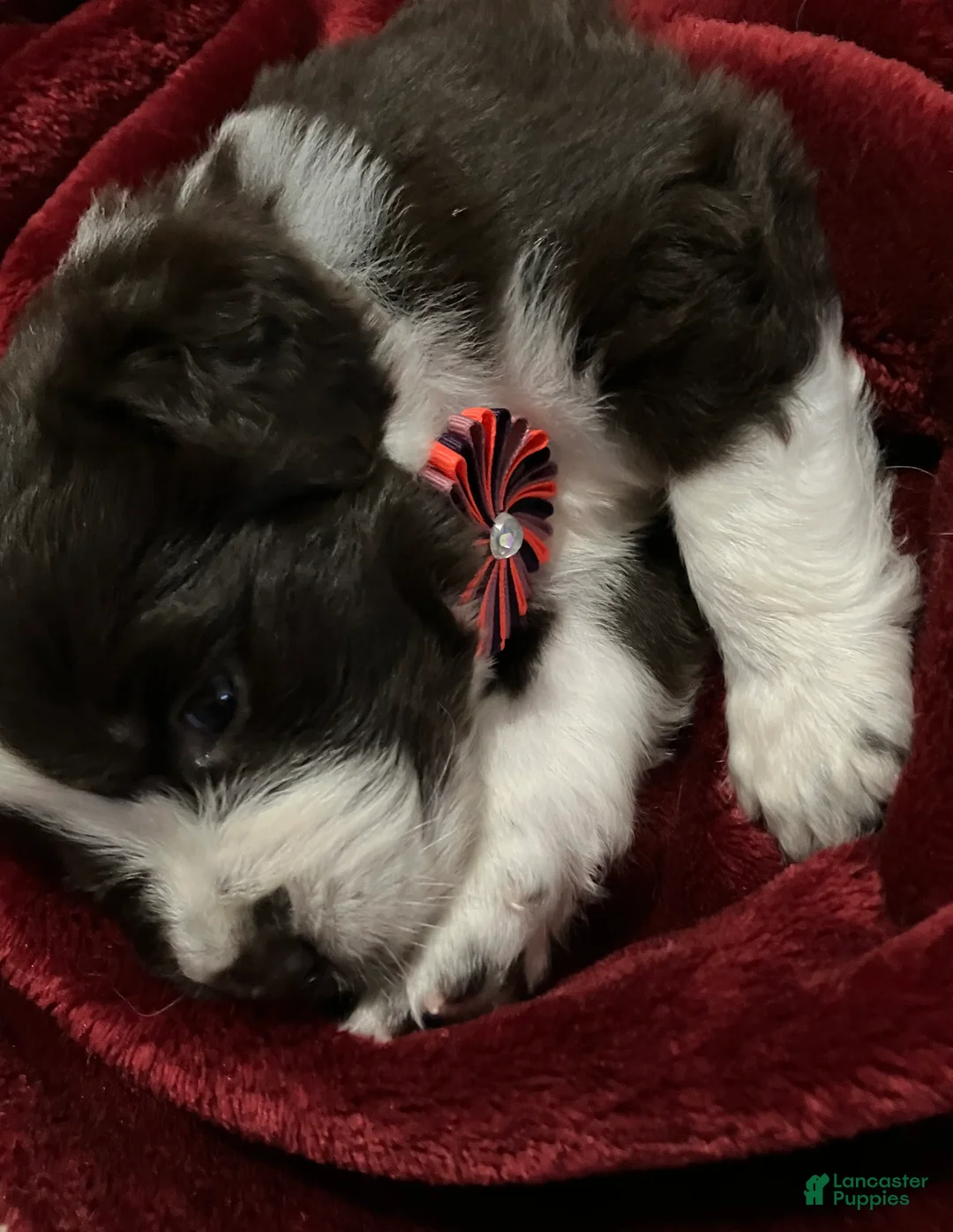 Newfoundland dogs for sale: Sparrow - Ad 2