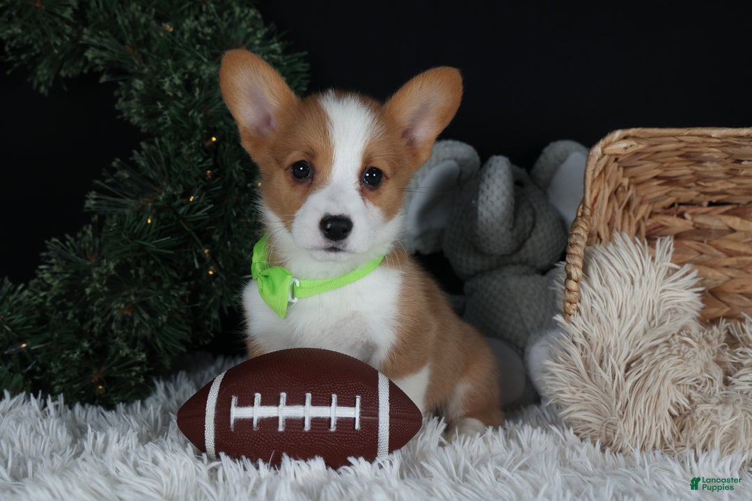 Welsh Corgi Pembroke dogs for sale: Hudson - Ad 29