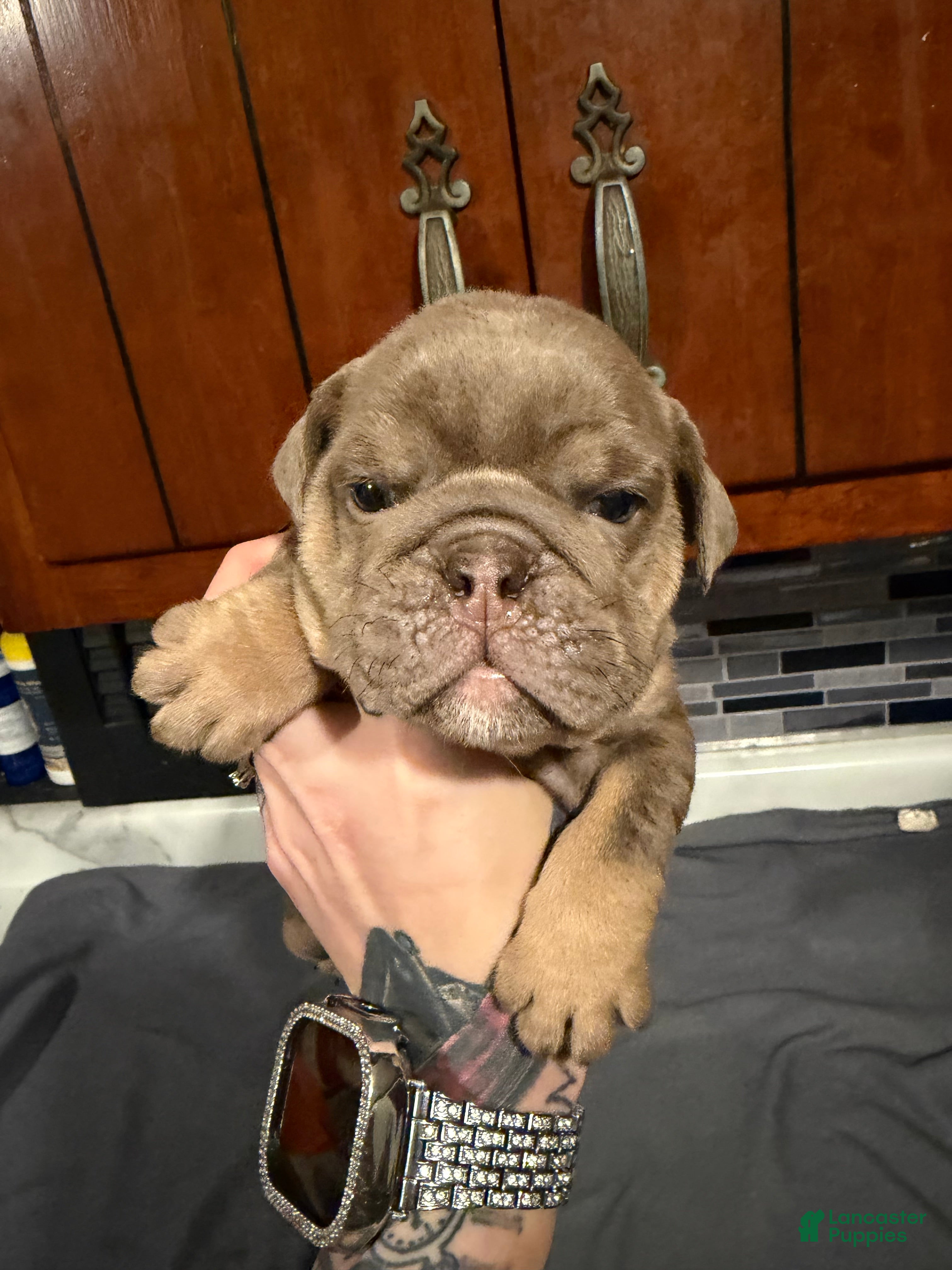 English Bulldog dogs Lilac Female  - Ad 6