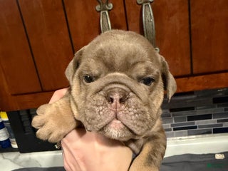English Bulldog dogs Lilac Female - Ad 6