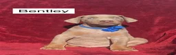 Doberman Pinscher dogs for sale: Bentley - Ad 4
