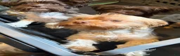 Yorkshire Terrier dogs for sale: Cookies and Cream - Ad 10