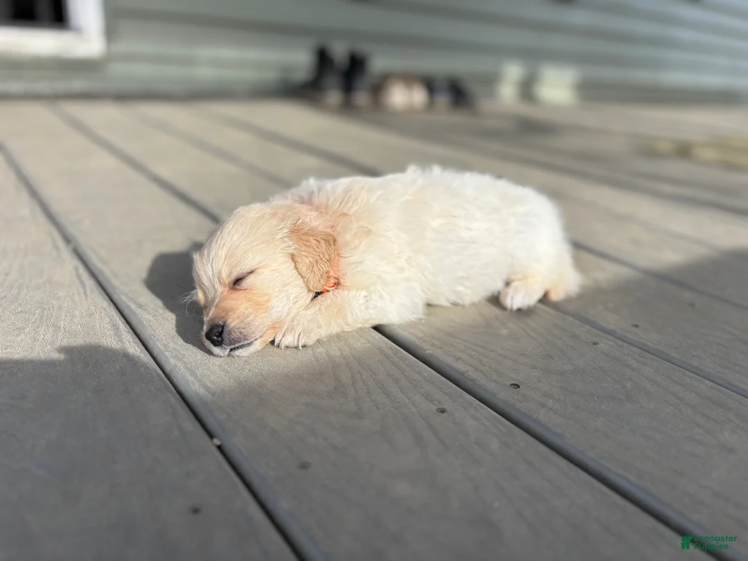 Mixed Breed dogs for sale: Orange Collar - Ad 1