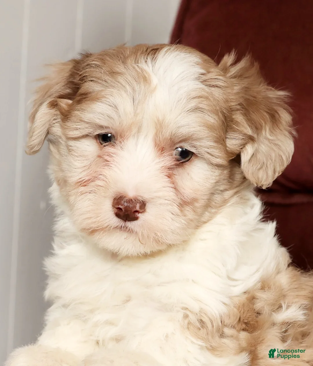 Havapoo dogs for sale: Buster - Ad 9