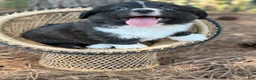 Mixed Breed dogs for sale: Black collar boy  - Ad 10