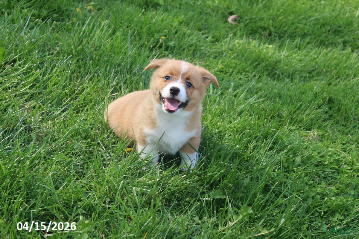 Welsh Corgi Pembroke dogs Buddy - Ad 1