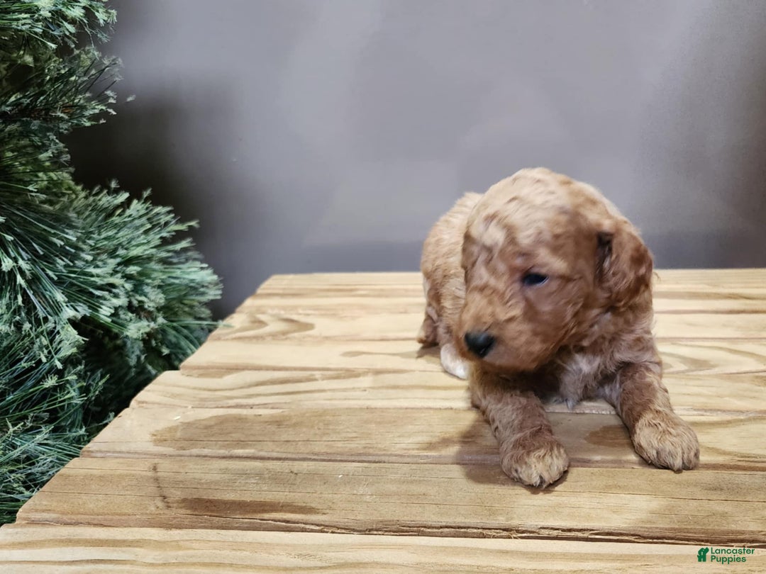 Mini Goldendoodle dogs for sale: Nash - Ad 7