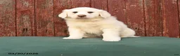 Great Pyrenees dogs for sale: Rose  - Ad 1