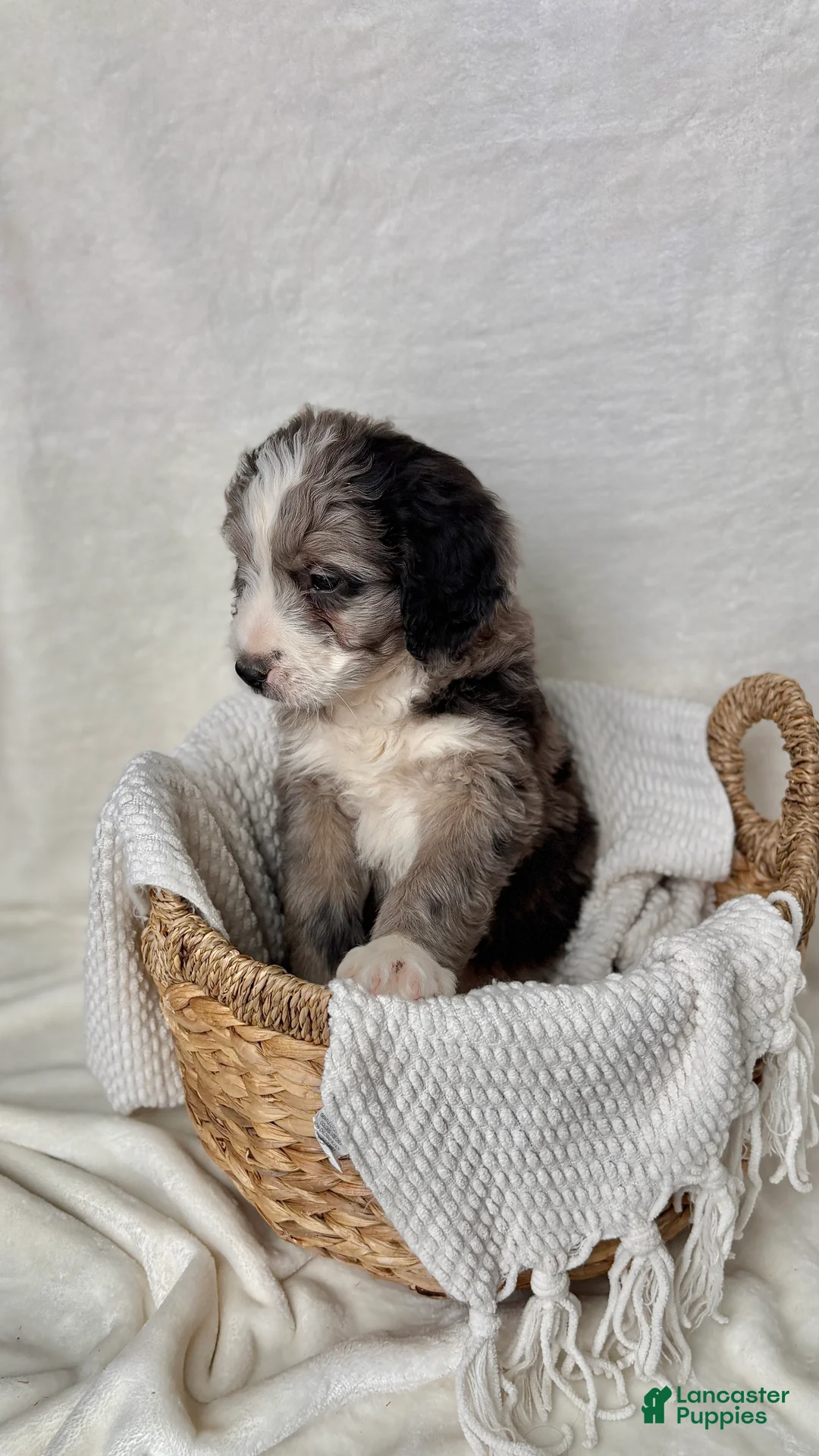 Bernedoodle dogs for sale: Rocky - Ad 10
