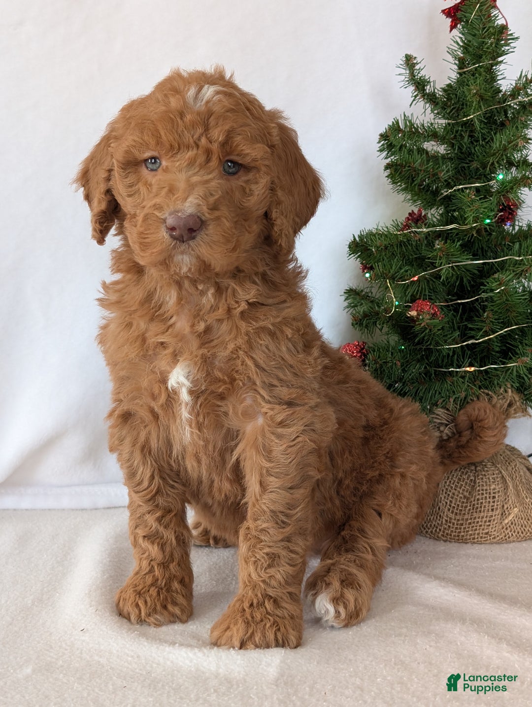 Goldendoodle dogs for sale: Miss Gracie  - Ad 13