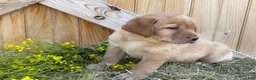 Labrador Retriever dogs for sale: Scarlette - Ad 12