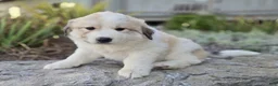 Great Pyrenees dogs for sale: Kate - Ad 10