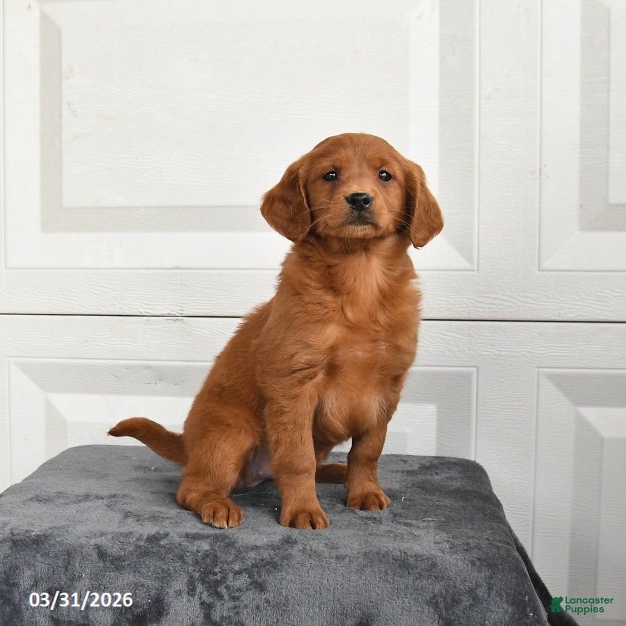 Mini Goldendoodle dogs for sale: Marigold - Ad 2