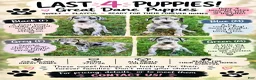 Great Dane dogs for sale: Black (dottie girl) - Ad 7