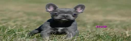 French Bulldog dogs for sale: Hedi - Ad 5