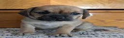 Puggle dogs for sale: Kandi  - Ad 2