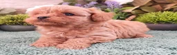 Cavapoo dogs for sale: Ginger #1 Female - Ad 3