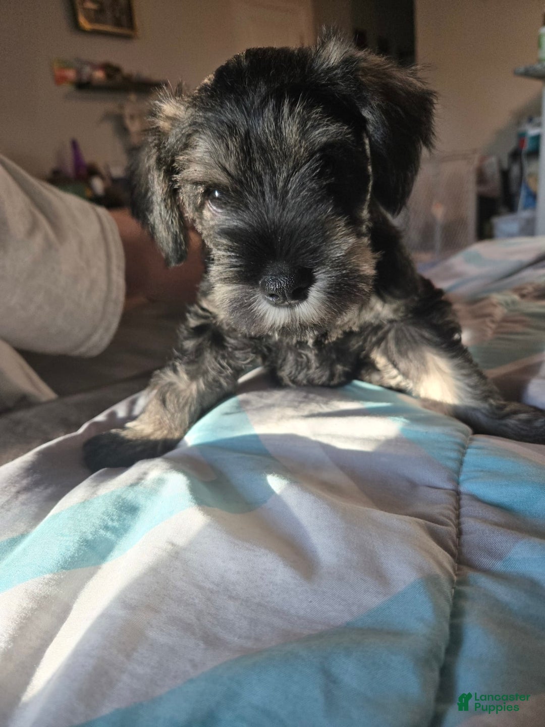 Gallery Image {{count}}