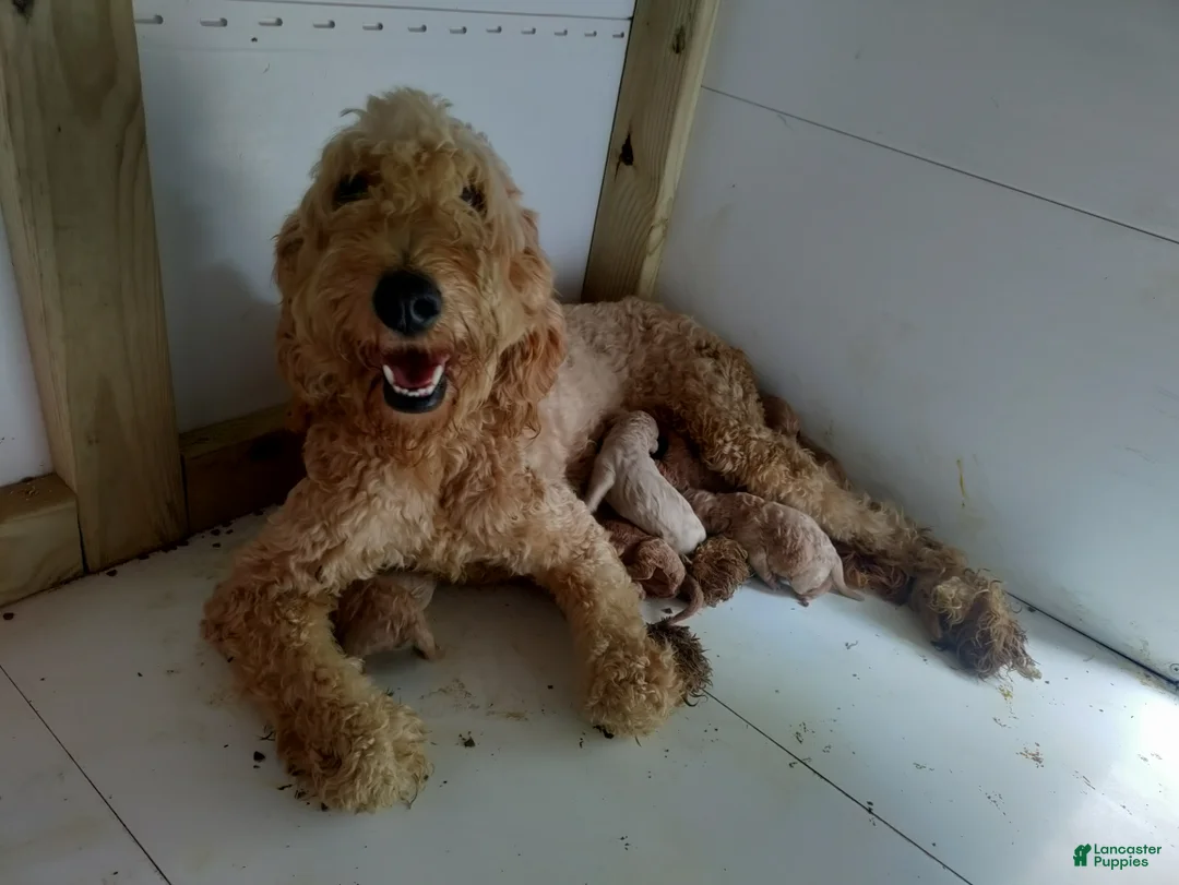 Irish Doodle dogs for sale: Irish Doodle 4 - Ad 2