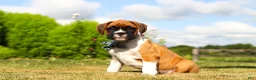 Boxer dogs for sale: Blane - Ad 4