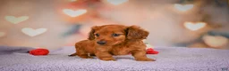 Dachshund dogs for sale: Jax - Ad 5